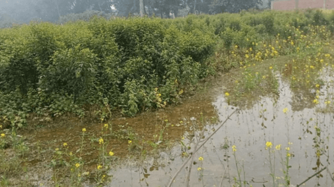 sultanpur-patkhauli-fasal-kharab