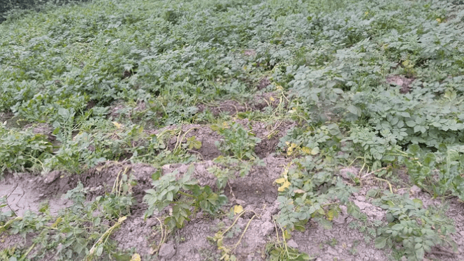 Koiripur fasal par seetlahar