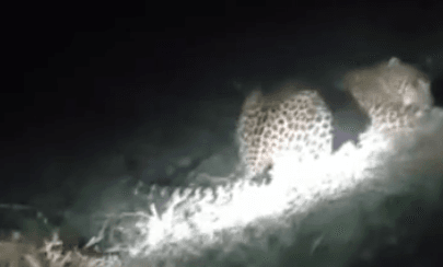 सुल्तानपुर में दहशत: खेत के जाल में फंसा तेंदुआ? इलाके में सनसनी 1 sultanpur khet ke jal me tendua