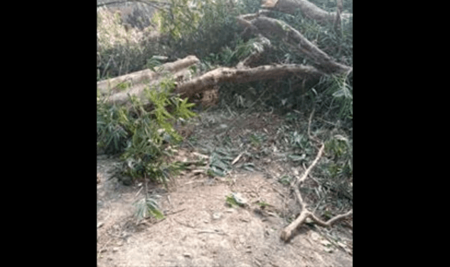 ped ki avaidh katai akhandnagar sultanpur