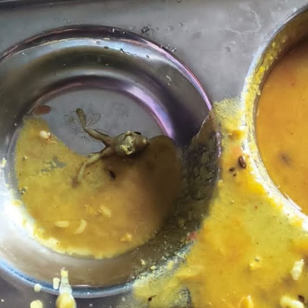 नवोदय विद्यालय के खाने में मिला मरा मेंढक:महराजगंज में छात्रों ने किया हंगामा; अभिभावक भी पहुंचे, बोले- बच्चों की सेहत से खिलवाड़ बर्दाश्त नहीं 1 f118b36e 4e19 427f 9134 c02222af488f 1786878521476 lwoVVV